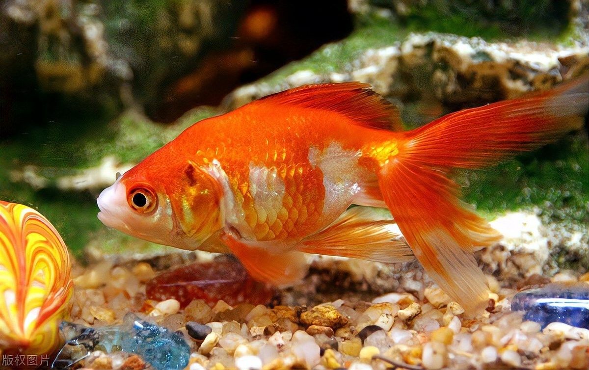 龍魚放鹽后需要換水嗎？