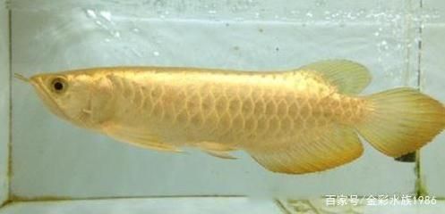 龍魚(yú)品質(zhì)如何鑒別的好壞呢：如何鑒別龍魚(yú)品相好壞