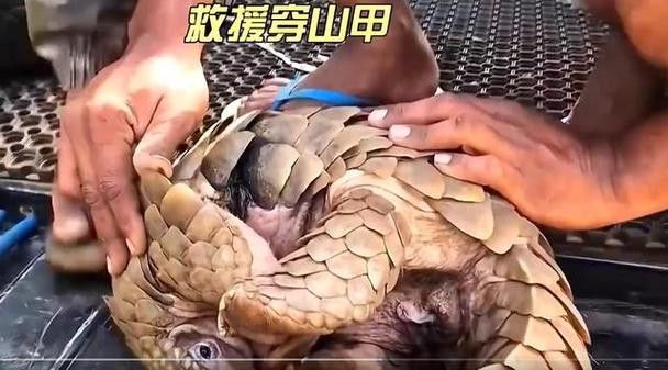 如何通過鱗片底色鑒別真假？
