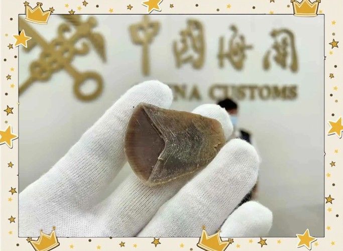 如何通過鱗片底色鑒別真假？