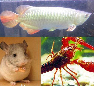 為什么龍魚貴了就死了很多