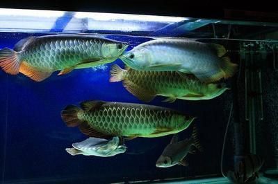 為什么龍魚貴了就死了很多