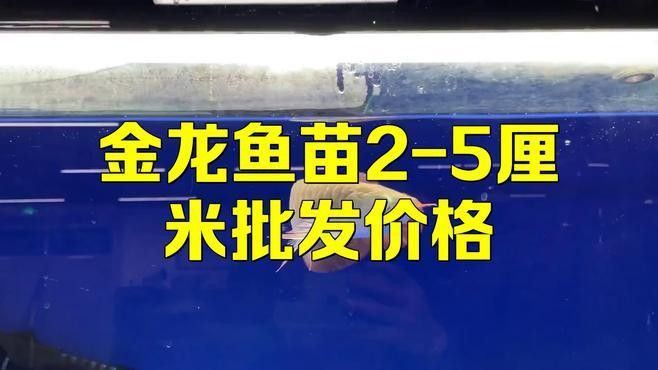 金龍魚(yú)養(yǎng)殖場(chǎng)魚(yú)苗批發(fā)