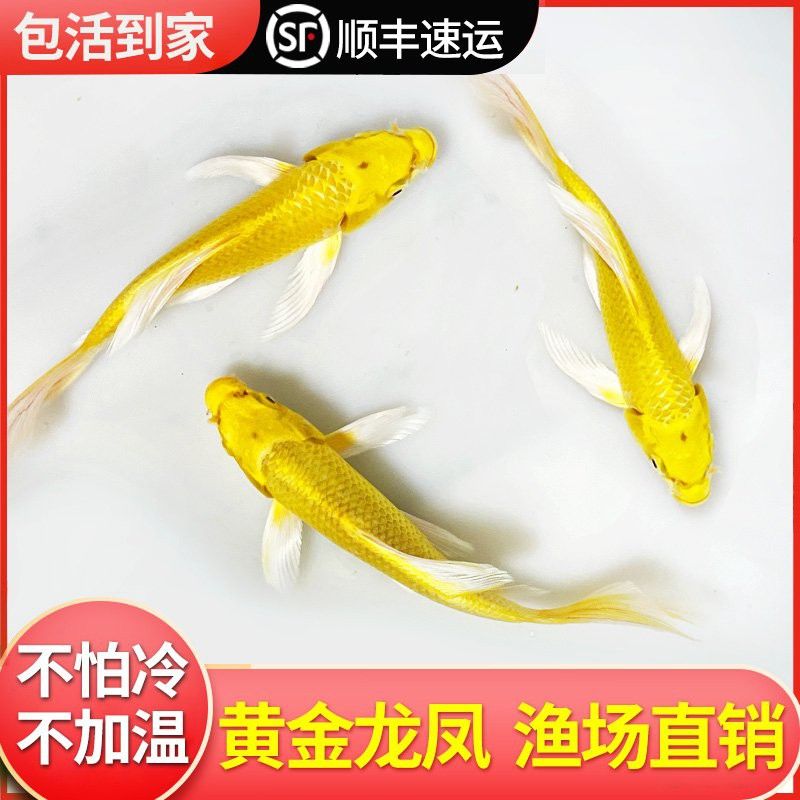 金龍魚(yú)養(yǎng)殖場(chǎng)魚(yú)苗批發(fā)