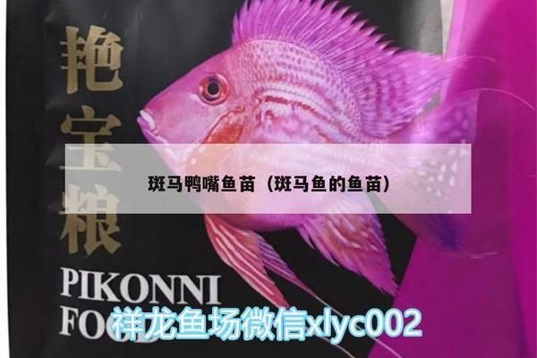 斑馬鴨嘴魚苗飼料選擇指南，斑馬鴨嘴魚苗的飼料選擇