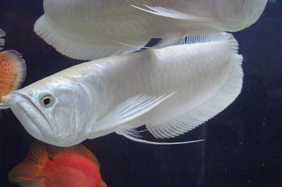 七彩銀龍魚能長多大（七彩銀龍魚在野外環境中的成年體長可以達到120至130厘米）