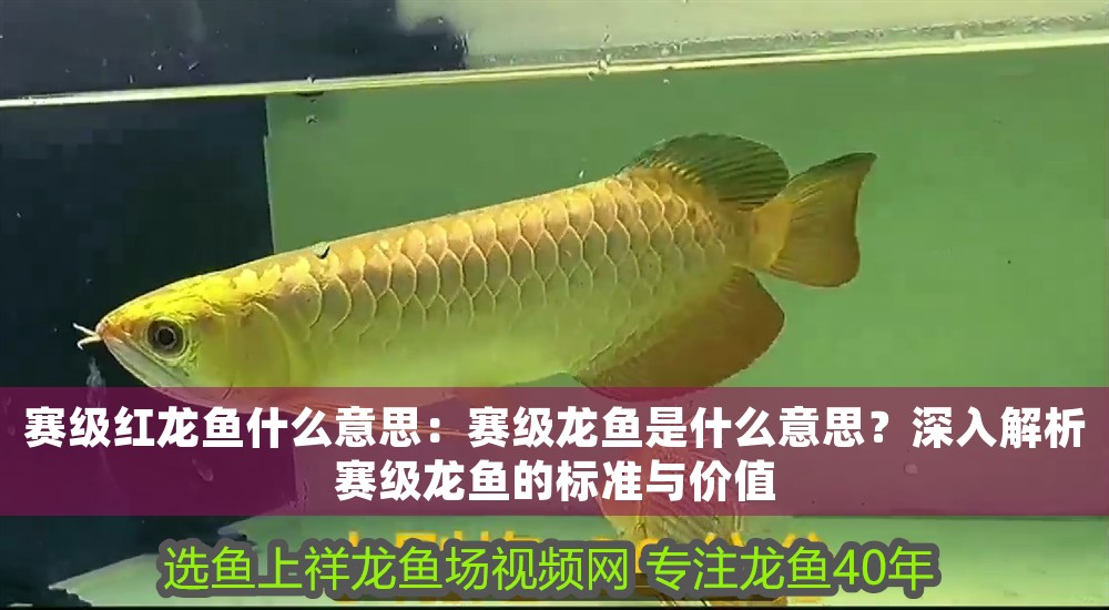 賽級紅龍魚什么意思：賽級龍魚是什么意思？深入解析賽級龍魚的標準與價值