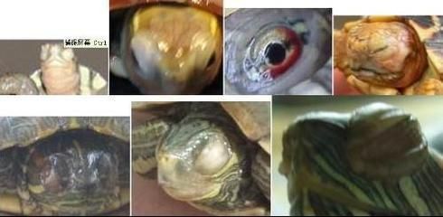 龍魚氯氣中毒怎么辦能治好嗎：龍魚氯氣中毒怎么辦