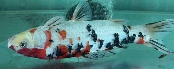 龍魚氯氣中毒怎么辦能治好嗎：龍魚氯氣中毒怎么辦