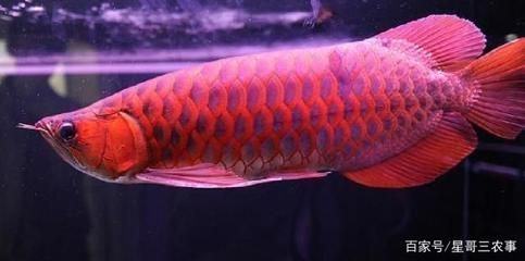 養龍魚的方法和技巧圖解：養龍魚的基本方法和技巧圖解