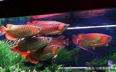 養龍魚的方法和技巧圖解：養龍魚的基本方法和技巧圖解