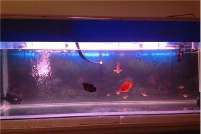 龍魚能和戰船一起養嗎：龍魚和戰船魚混養需要考慮多個方面