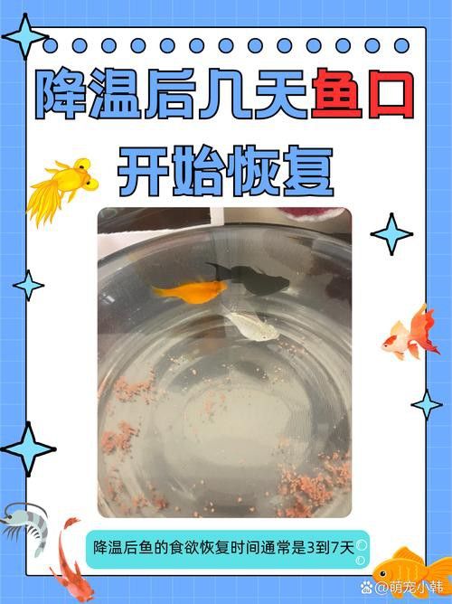 養(yǎng)龍魚溫度在多少最好 養(yǎng)龍魚溫度在多少最好 龍魚百科 第7張