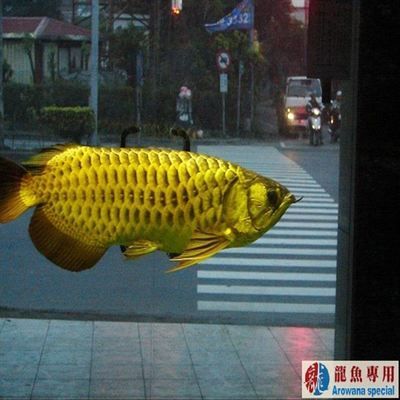 金龍魚專用燈：金龍魚專用燈哪個好