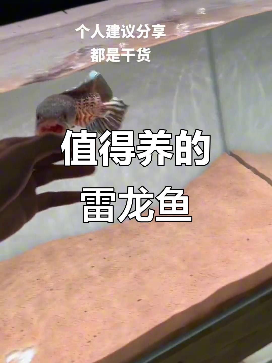 哪些品種的龍魚容易繁殖？