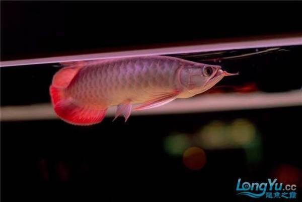 紅龍魚燈光使用方法視頻：關于紅龍魚燈光使用方法的視頻教程推薦