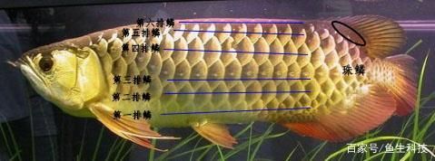 金龍魚鱗框過程圖解：金龍魚的鱗框過程圖解金龍魚的鱗框過程圖解