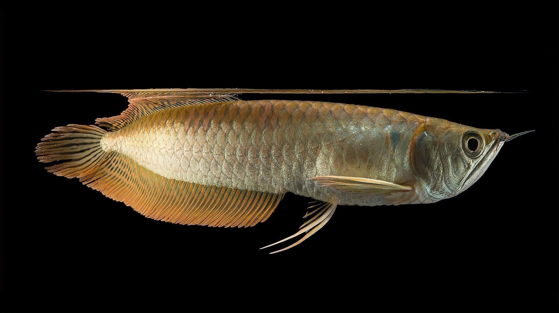 銀龍魚為什么只能單養(yǎng)