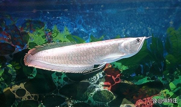 銀龍魚為什么只能單養(yǎng)