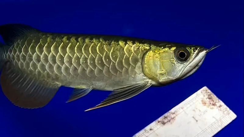 古典金龍七鰭的品種特點(diǎn) 龍魚百科 第5張 古典金龍七鰭的品種特點(diǎn) 古典金龍七鰭的品種特點(diǎn) 龍魚百科 第5張
