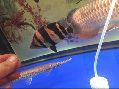 龍魚虎魚突然都不進食了：龍魚和虎魚不吃食的原因