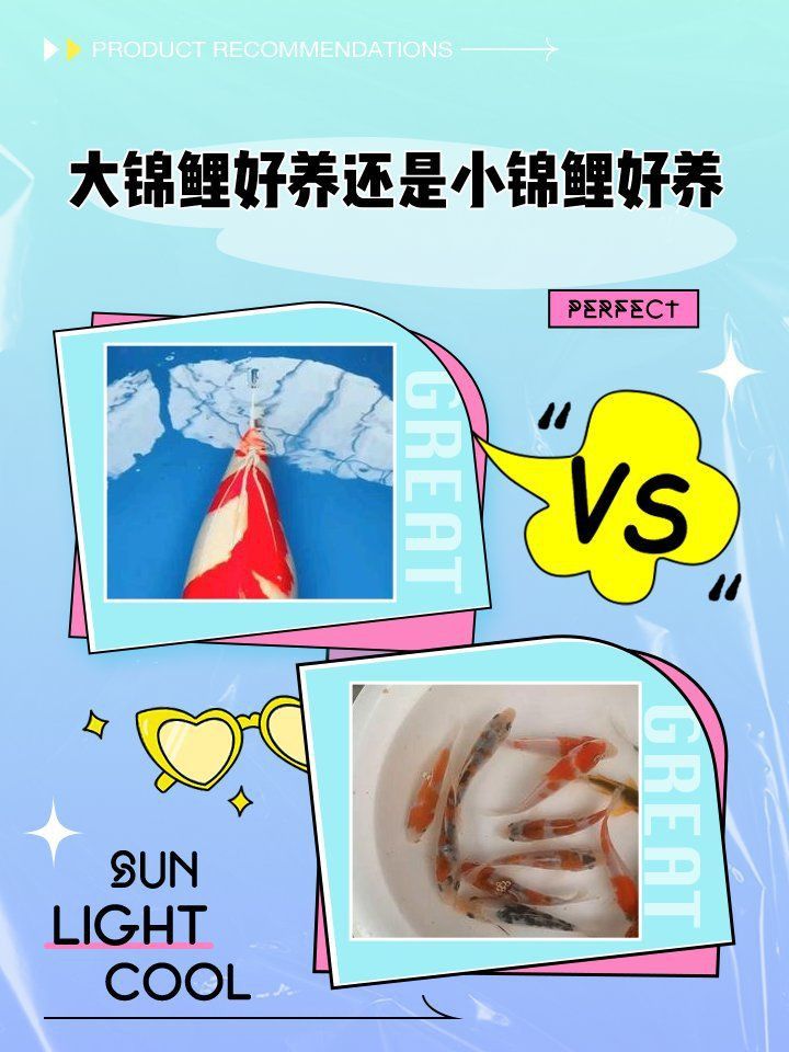 錦鯉大的好養還是小的好養