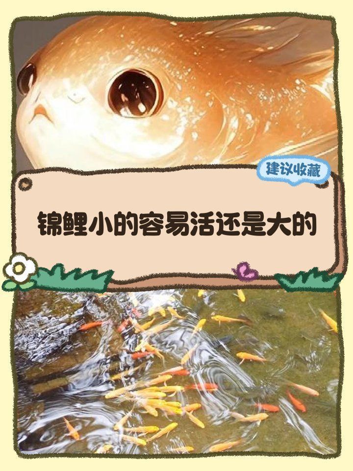 錦鯉大的好養還是小的好養