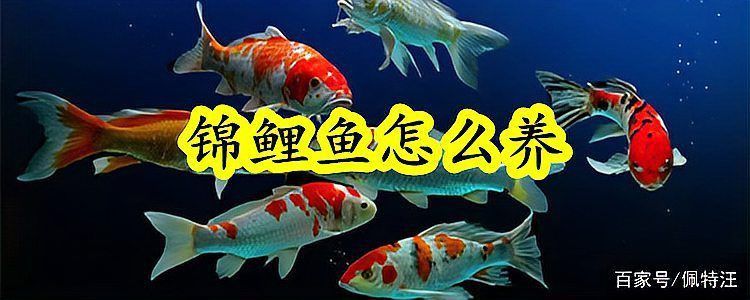 錦鯉大的好養還是小的好養