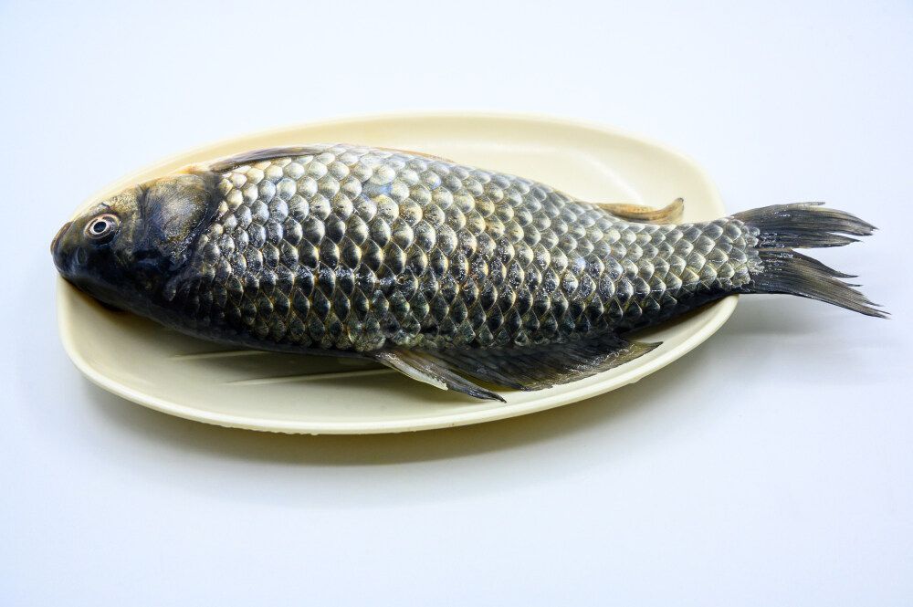 龍魚的做法大全：幾種常見的龍魚烹飪方法