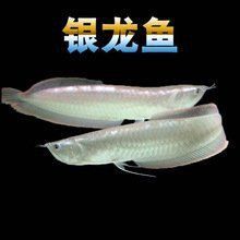 紅金龍魚購買渠道推薦