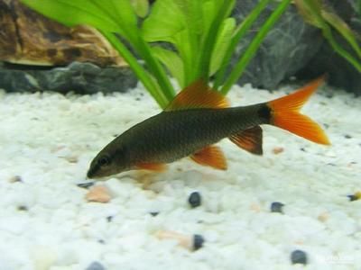 龍魚怎么快養活，如何快速養活龍魚