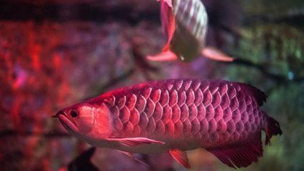 紅龍魚的鱗片掉了能恢復(fù)嗎：紅龍魚鱗片掉了之后