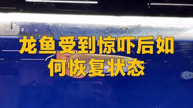 龍魚受傷皮掉了多久可以好