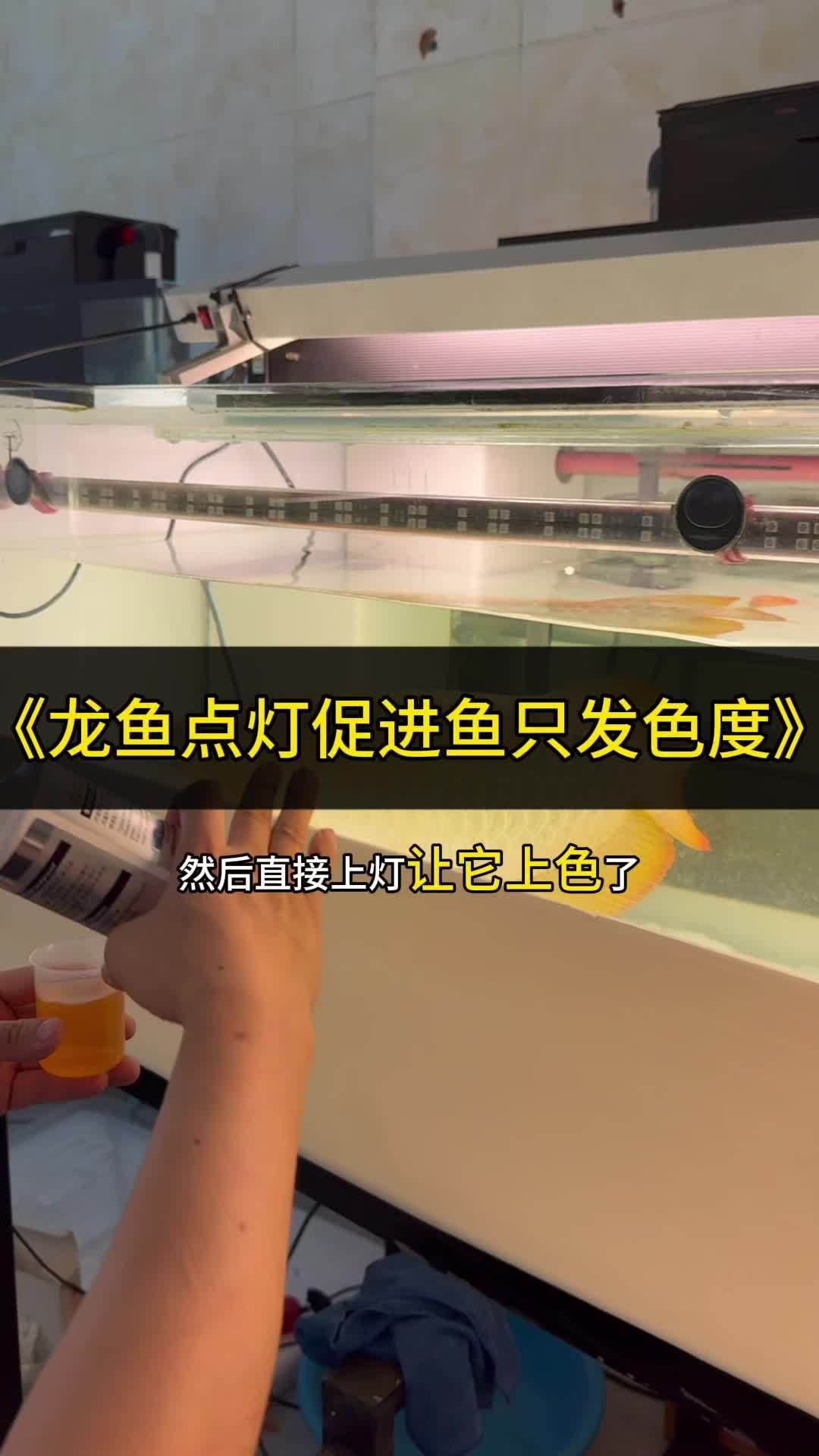 紅龍魚發(fā)色需要哪些營(yíng)養(yǎng)？