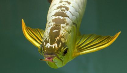 龍魚小時候能看出來是紅龍還是銀龍嗎（如何區分紅龍魚和銀龍魚）