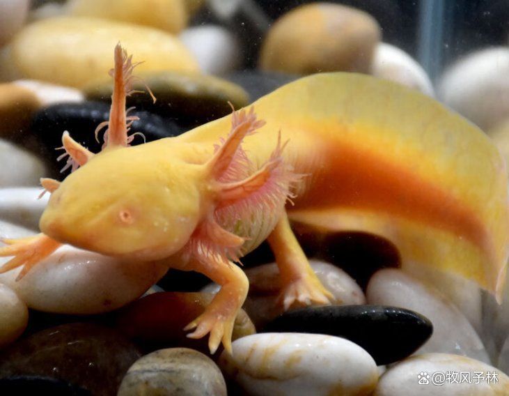 六角龍魚俗稱什么魚