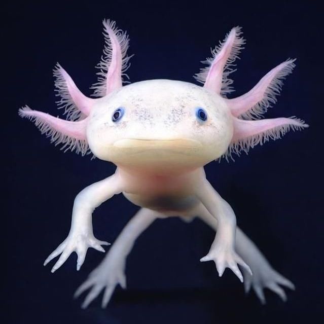 六角龍魚俗稱什么魚