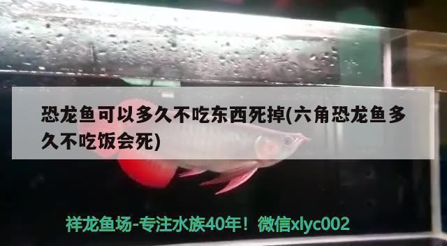 恐龍魚不進(jìn)食會(huì)死嗎（關(guān)于恐龍魚不進(jìn)食是否會(huì)導(dǎo)致死亡，恐龍魚多久喂食一次合適）