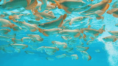 龍魚配魚群游（群游魚與龍魚一起養的配魚應該是適合與龍魚一起養的）