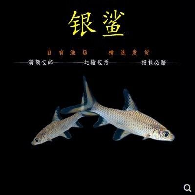 龍魚配魚群游（群游魚與龍魚一起養的配魚應該是適合與龍魚一起養的）