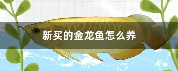 金龍魚吃什么飼料長得快：金魚吃什么飼料長得快