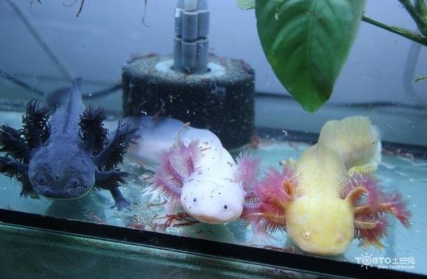 六角恐龍魚頭上的角須須沒了怎么回事（六角恐龍魚頭上的角須為什么會消失）
