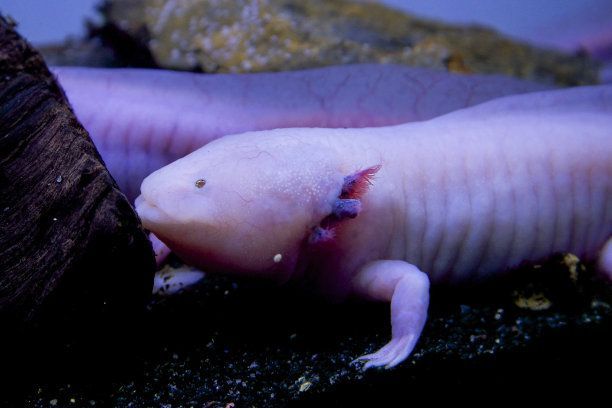 六角恐龍魚頭上的角須須沒了怎么回事（六角恐龍魚頭上的角須為什么會消失）