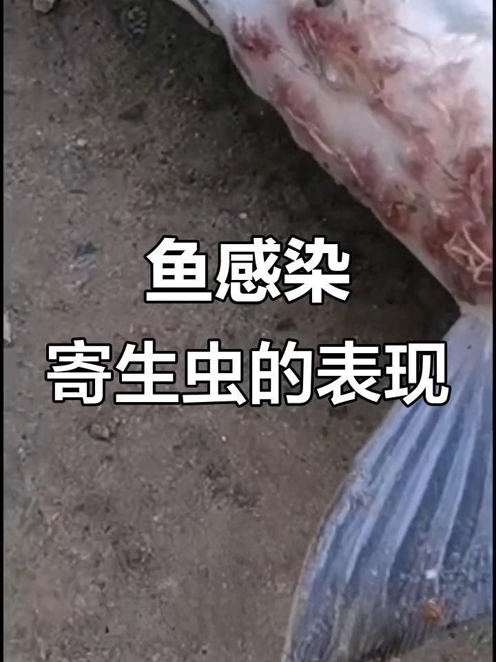 龍魚有寄生蟲的表現