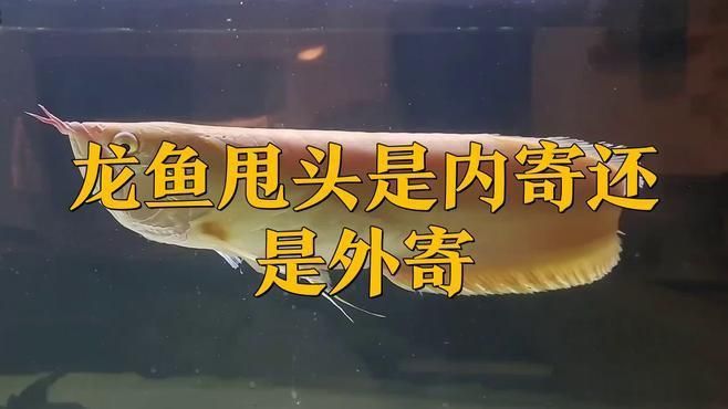 龍魚有寄生蟲的表現