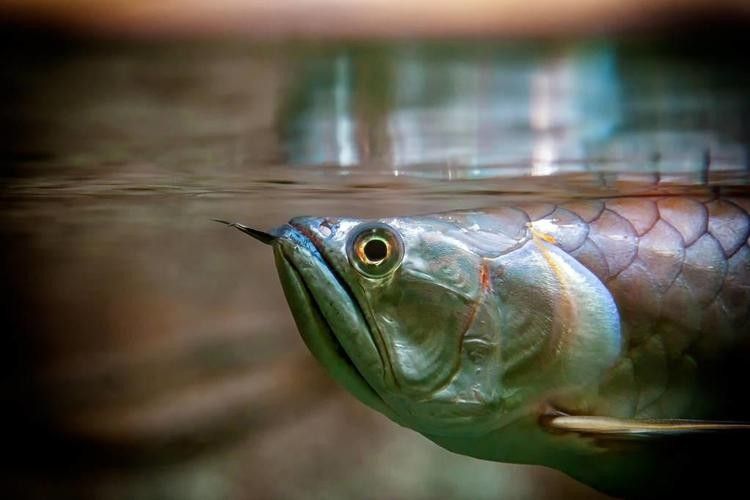 龍魚是哪里的魚圖片
