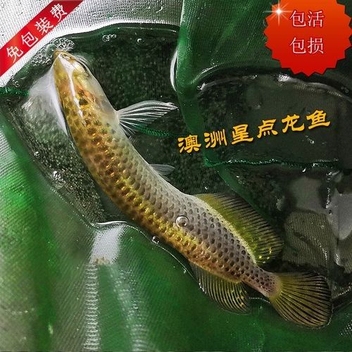 龍魚是哪里的魚圖片