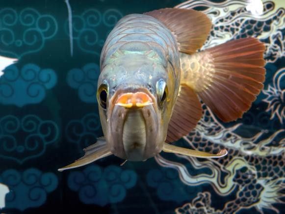 龍魚是哪里的魚圖片