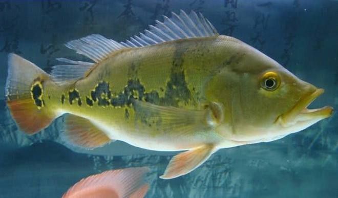 龍魚和巴西亞打仗：龍魚和巴西亞可以混養(yǎng)