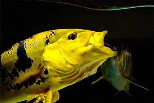 龍魚和巴西亞打仗：龍魚和巴西亞可以混養(yǎng)